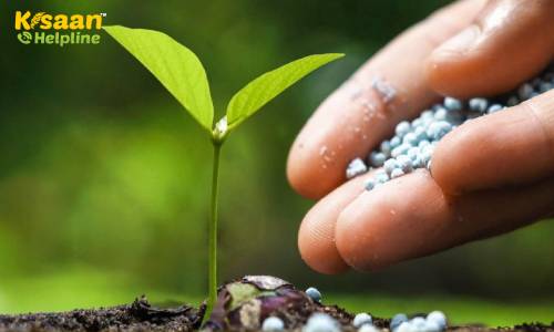 फसलों के उचित विकास और उत्पादन के लिए सल्फर (गंधक) की महत्वपूर्ण भूमिका, जानिए सल्फर की कमी के पौधों में लक्षण